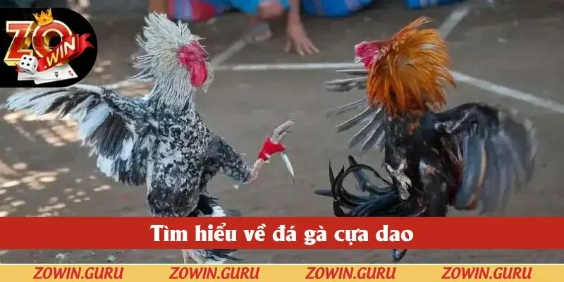 Tìm hiểu về đá gà cựa dao Tìm hiểu về đá gà cựa dao