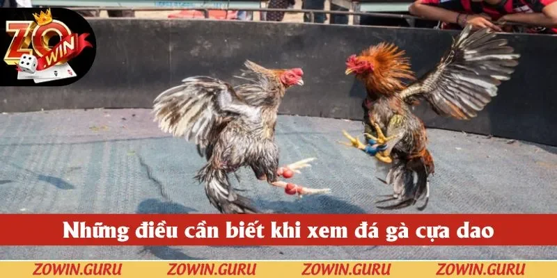 Những điều cần biết khi xem đá gà cựa dao