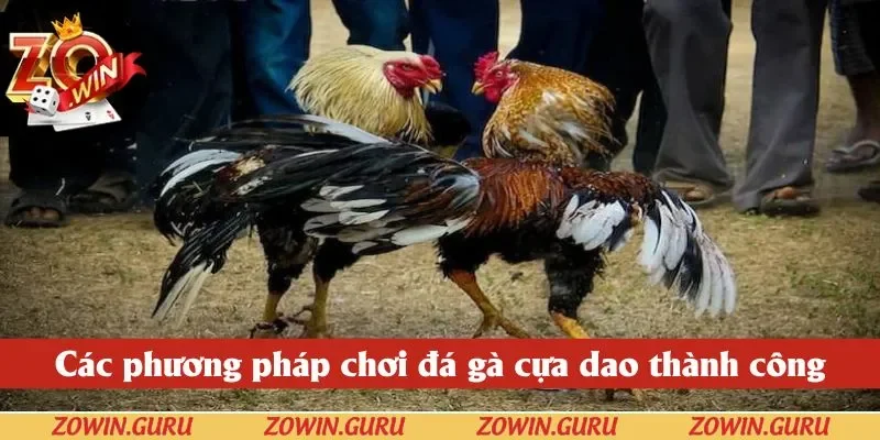 Các phương pháp chơi đá gà cựa dao thành công