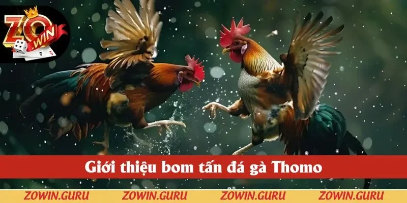 Giới thiệu bom tấn đá gà Thomo ở Zowin Giới thiệu bom tấn đá gà Thomo ở Zowin