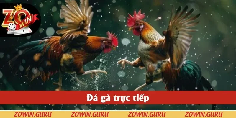 Đá Gà Trực Tiếp - Tìm Hiểu Chiến Lược Thành Công 2025
