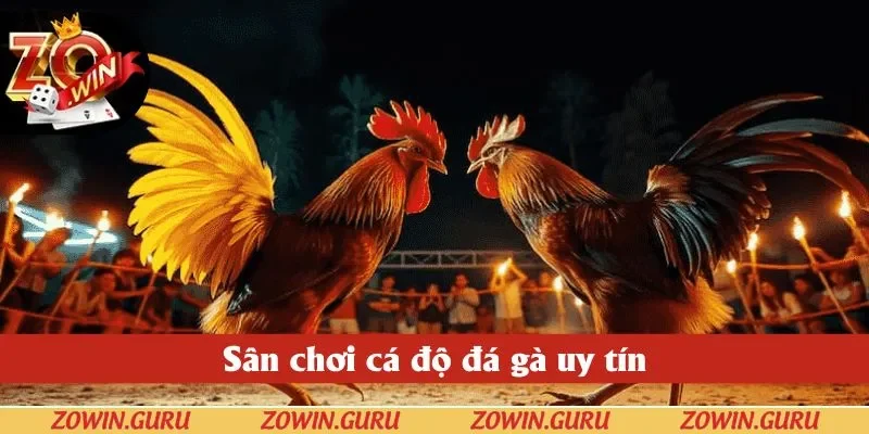 Sân chơi cá độ đá gà uy tín