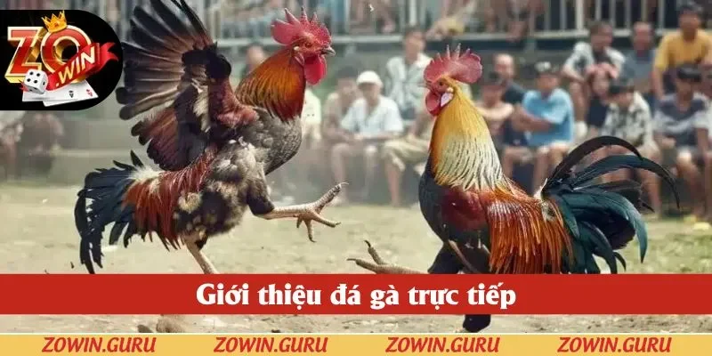 Giới thiệu đá gà trực tiếp Giới thiệu đá gà trực tiếp