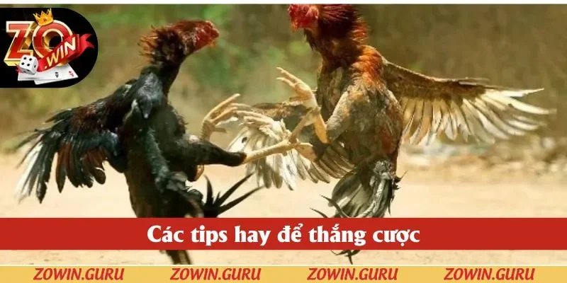 Các tips hay để thắng cược