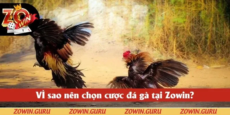 VÌ sao nên chọn cược đá gà tại Zowin?