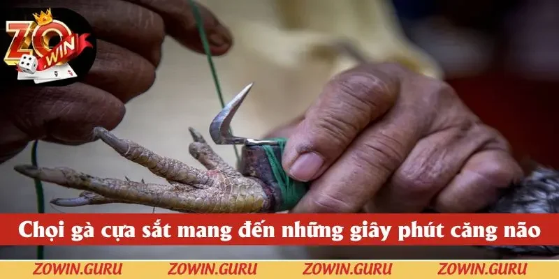 Chọi gà cựa sắt mang đến những giây phút căng não