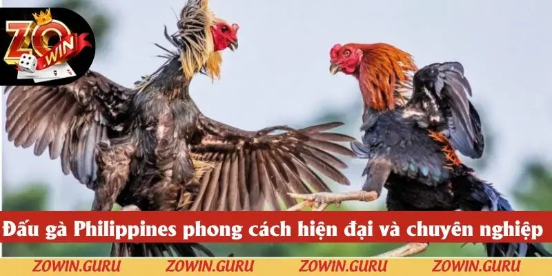 Đấu gà Philippines có phong cách hiện đại và chuyên nghiệp cao