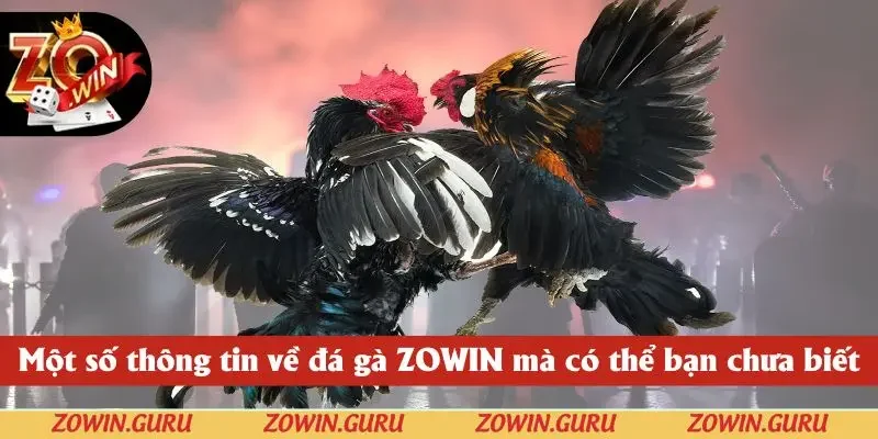 Một số thông tin về đá gà ZOWIN mà có thể bạn chưa biết Một số thông tin về đá gà ZOWIN mà có thể bạn chưa biết